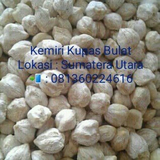 Jual Kemiri Kupas Bulat Utuh 