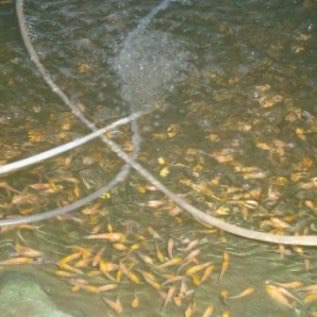 Burayak Larva ikan koi Super