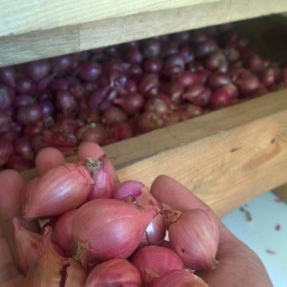 Bawang Merah Bima dari Bojonegoro