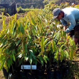 Bibit Durian Pelangi Super Siap Tanam Lokasi Purworejo