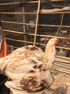 ayam KUB siap panen