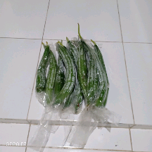 petani oyong/gambas