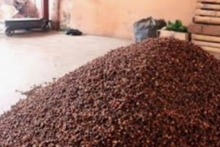 Jual Cengkej Kering