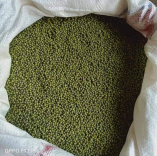 kacang hijau