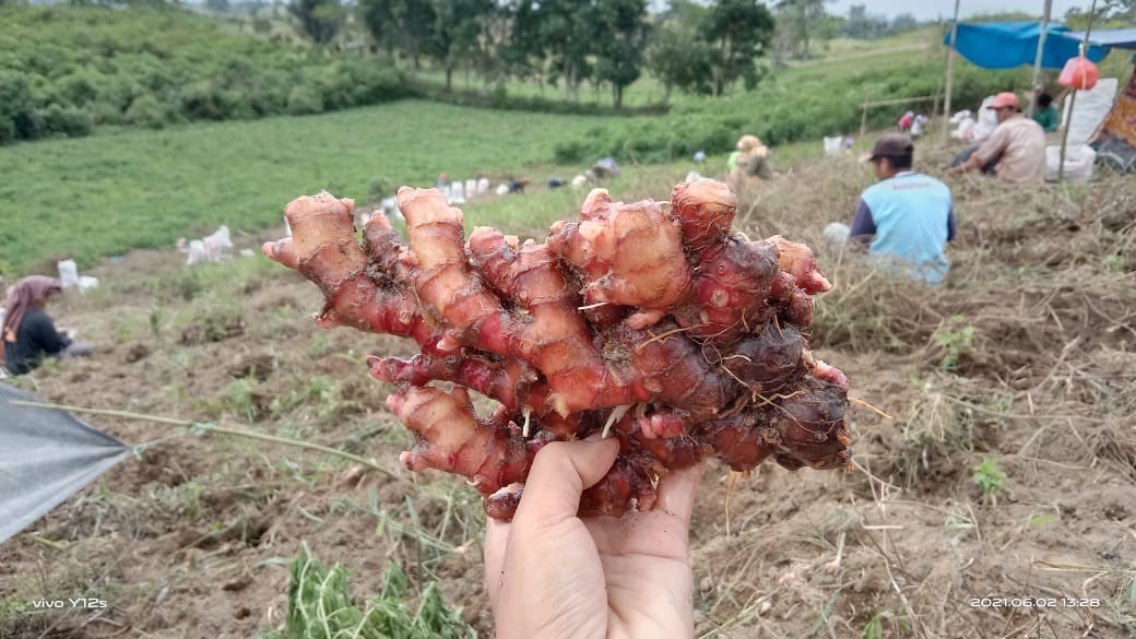 Jahe Merah (Grade A) 