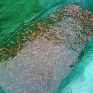 Jual bibit nila monosex unggul murah
