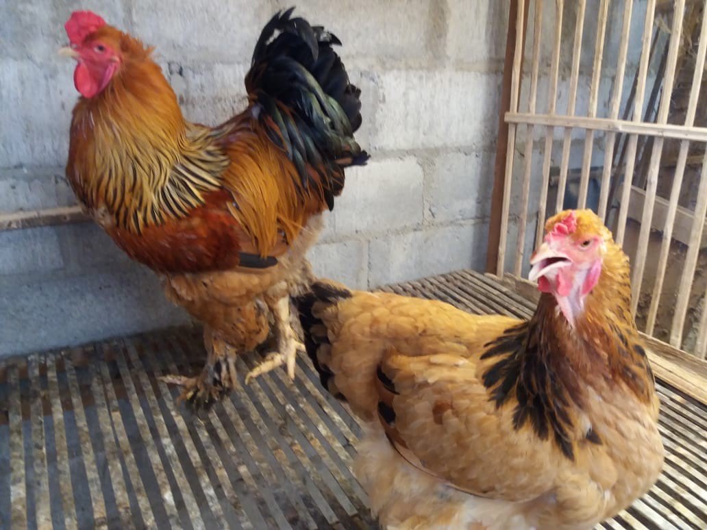 Dijual Ayam Brahma Usia Anakan sampai Indukan