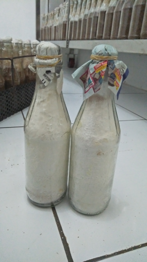 Bibit Jamur Tiram F2