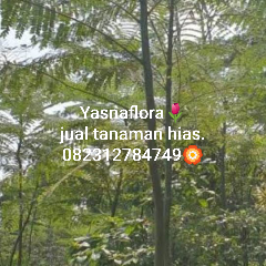 jual pohon pakis brazil 