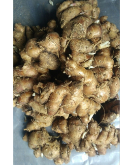 JUAL KENCUR BASAH DAN KERING. /
