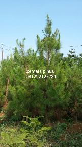 jual pohon pinus 