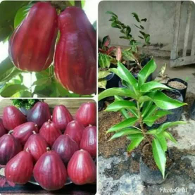 barangkali ada yang minat macam macam jenis bibit jambu jamaika