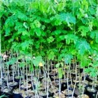 bibit trembesi di pemalang