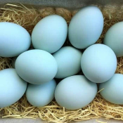 Telur Bebek Grosir Termurah di Jakarta