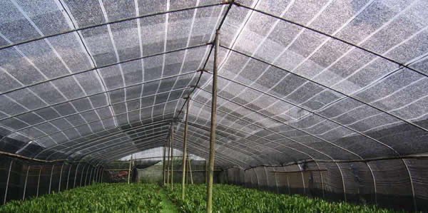 paranet/Shading Net
