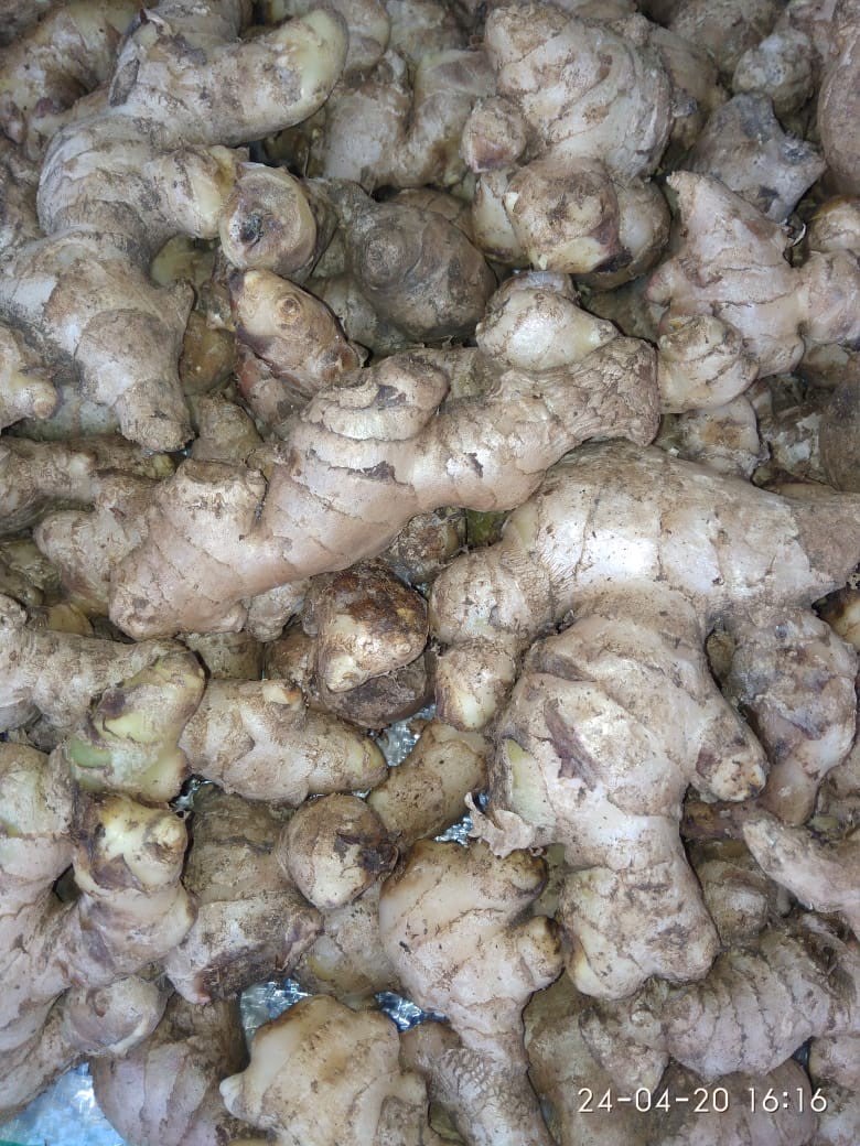 Jual rempah2 hasil bumi seperti jahe, kunyit, kencur, temulawak, 