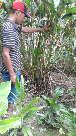 mencari buyer rempah, ikan bandeng, kepiting, lobster air tawar