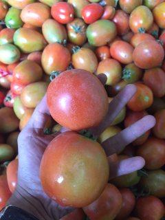 tomat batavilla merah besar