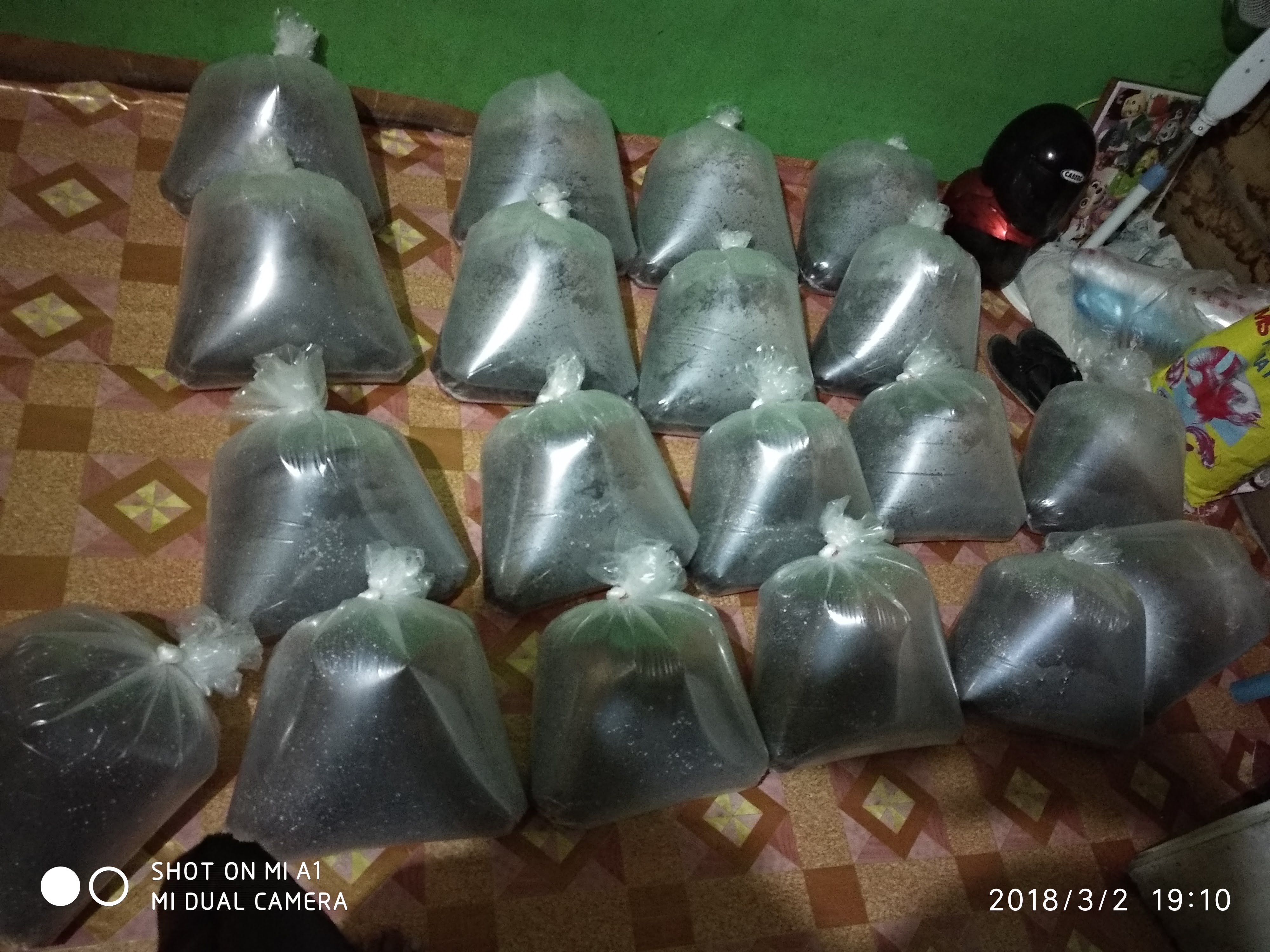 jual bibit ikan lele ukuran 2-3 inc