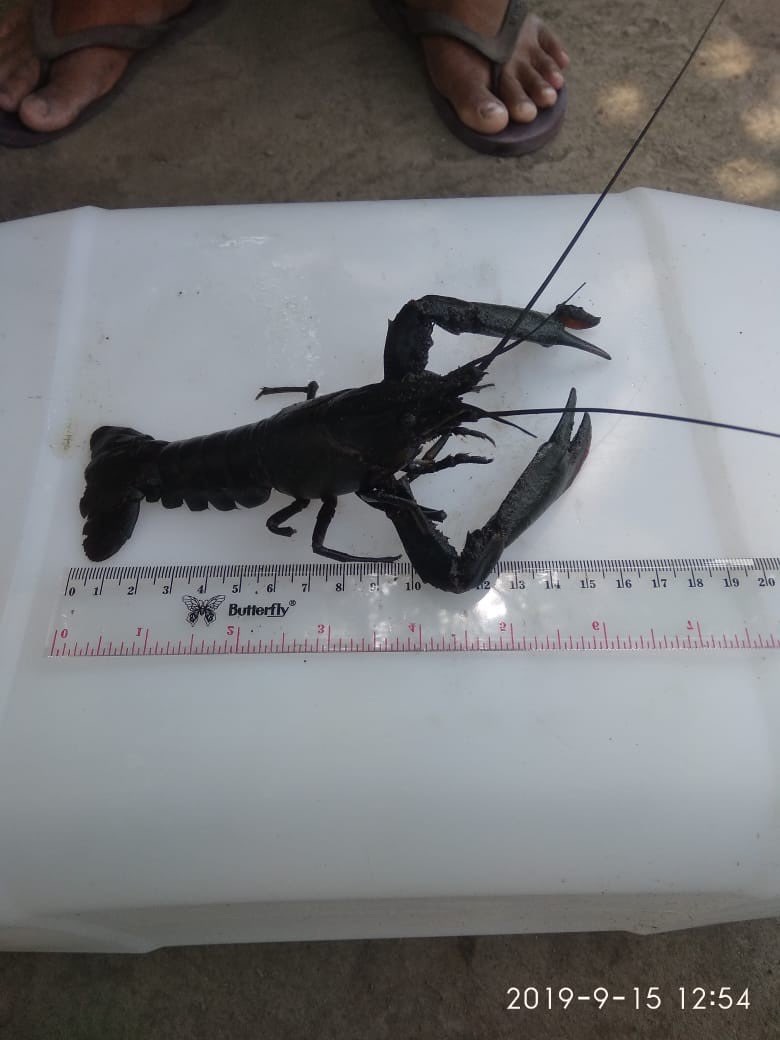 Jual Lobster Air Tawar Bali