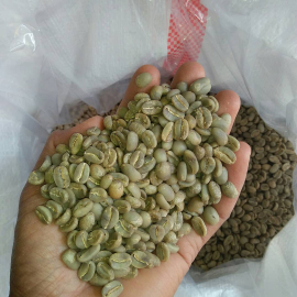 BIJI KOPI ARABIKA - KALOSI ENREKANG