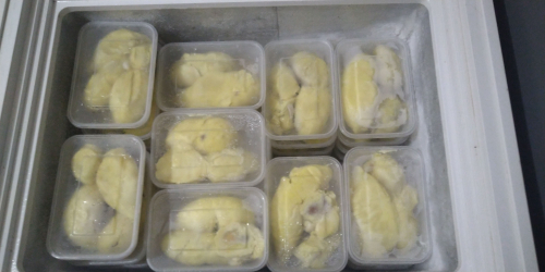 Durian montong asli