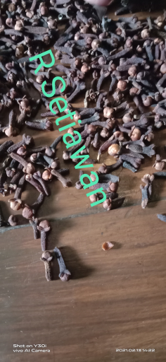 cengkeh asli Kulonprogo