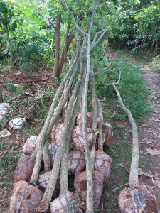 jual pohon akasia golden dll.