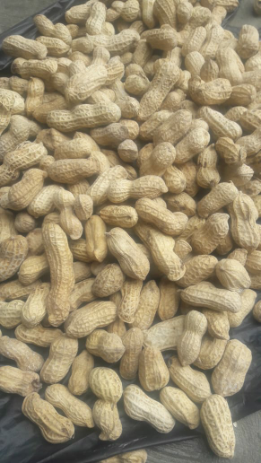 Kacang Oven