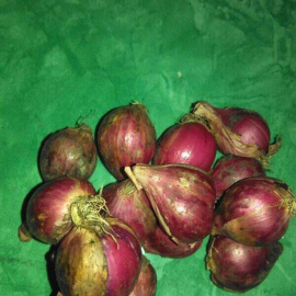 bawang merah brebes