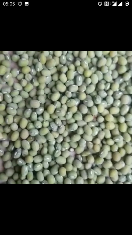 Kacang Hijau Butek kwalitas Super 1