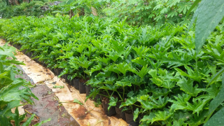 Jual pohon dendrum/selum