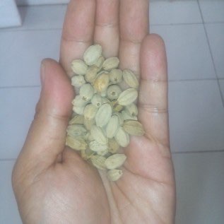 Benih Mindi (Melia azedarach)
