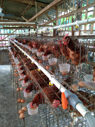 telur ayam negeri fresh