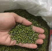 kacang Hijau Sangkaya Ada juga Lokal