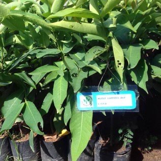 Bibit Jambu super | Bibit Jambu Citra dengan berbagai ukuran