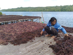 jual rumput laut kering