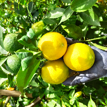 Jeruk lemon california
