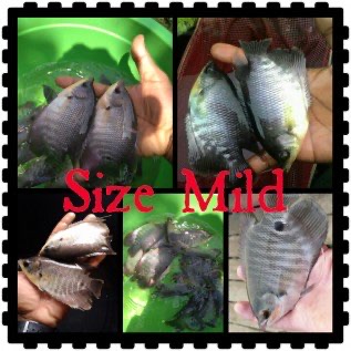 Bibit ikan gurame 