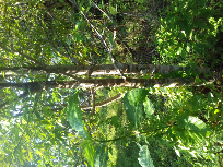 Pohon Gaharu