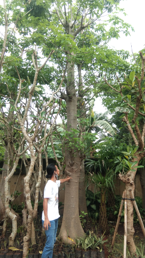 jual pohon baobab.kaki gajah dll