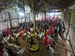 ayam kampung super