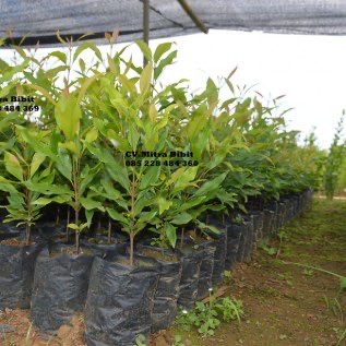 Bibit Cengkeh Zanzibar Hasil Biji Bersertifikat | Bibit Tanaman Cengkeh Merah