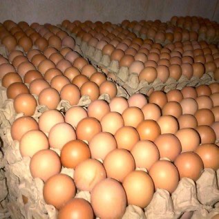Jual Telur Ayam Mentah