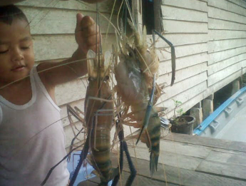 udang galah