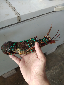 Lobster frozen, fresh, size kecil dan besar