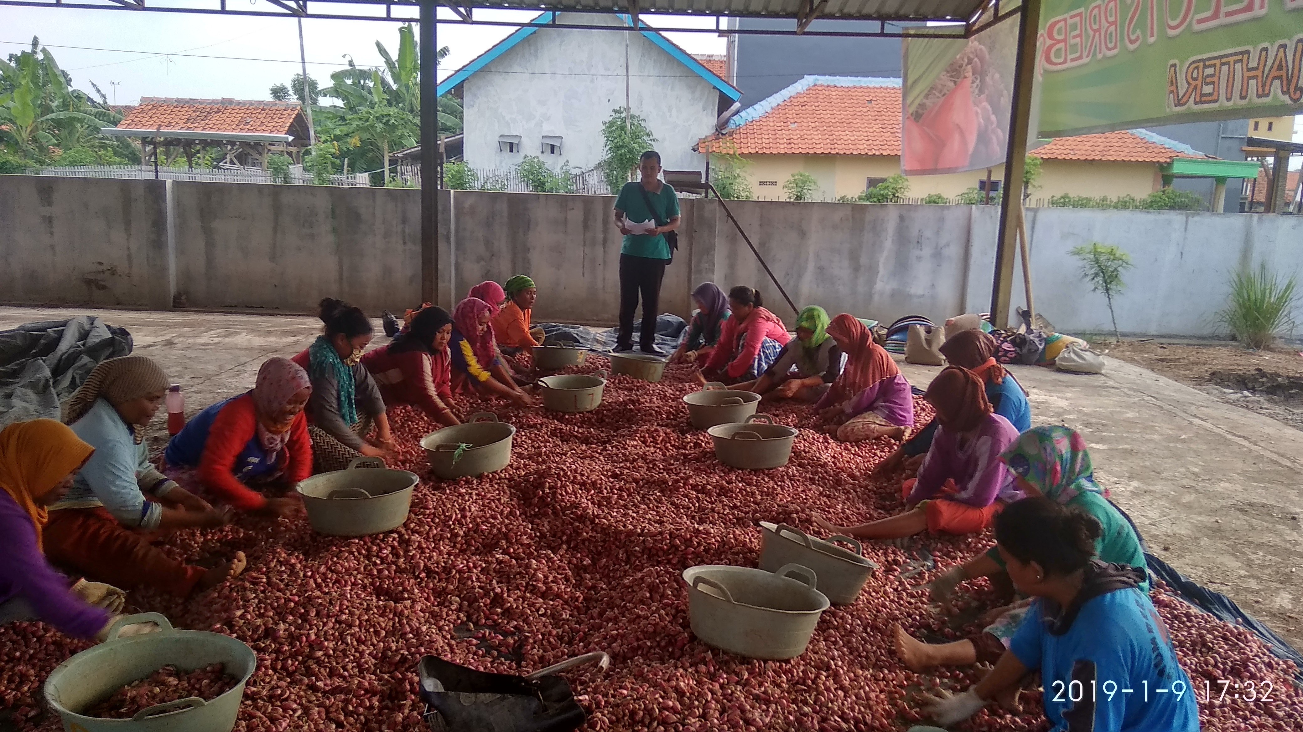 Bawang Merah Brebes