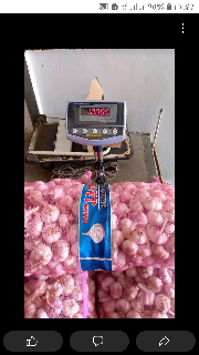 bawang putih