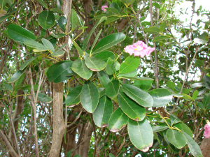 jual pohon kiara payung dll.