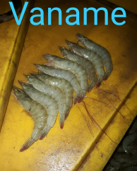 udang windu